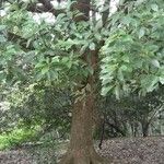 Cinnamomum camphora 形態