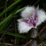 Calochortus tolmiei Flower