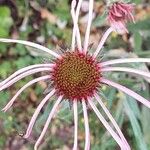 Echinacea pallida Virág