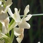 Orchis provincialis Flor