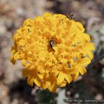 Chaenactis glabriuscula Blomma