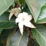 Alibertia edulis Flower