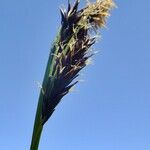 Carex frigida Flower