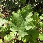 Salvia hierosolymitana Leaf