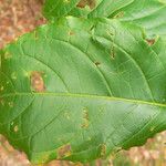 Solanum leucocarpon Лист