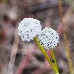 Eriocaulon aquaticum പുഷ്പം