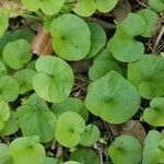 Dichondra carolinensis Feuille