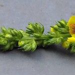 Verbascum virgatum Flower