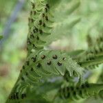 Dryopteris athamantica Leaf