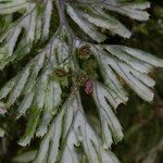 Hymenophyllum tunbrigense Плод