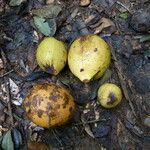 Picralima nitida Fruto