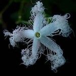 Trichosanthes cucumerina 花