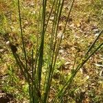 Cyperus difformis Likasa
