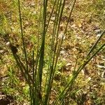 Cyperus difformis Листок