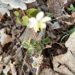 Anemonella thalictroides Fulla