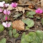 Cyclamen coum 整株植物