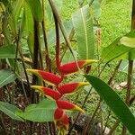 Heliconia rostrata Çiçek