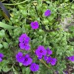 Aubrieta deltoidea Folha