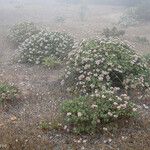 Eriogonum arborescens Hábitos