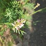 Onobrychis arenaria Blomma