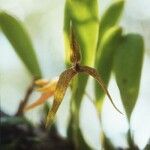Bulbophyllum baladeanum