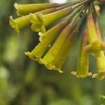 Peddiea africana Blüte