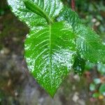 Persicaria chinensis Feuille