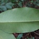 Hunteria ballayi Leaf