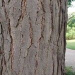 Gymnocladus dioicus Bark