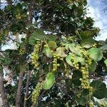 Coccoloba uvifera Blatt