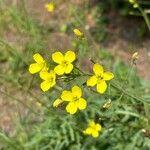 Diplotaxis tenuifoliaFlower