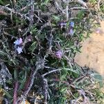Echiochilon fruticosum Flor