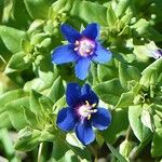 Lysimachia foemina Fula