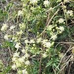 Clematis campestris Агульны выгляд