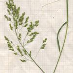 Poa trivialis Flor