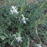 Oenothera suffrutescens Flor