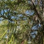 Dacrydium cupressinum Leaf