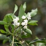 Chiococca pachyphylla Цветок