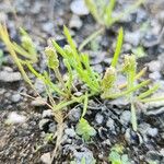 Plantago ovata Habit