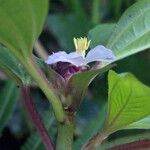 Heterotis decumbens Fleur