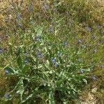 Anchusa azureaFlor