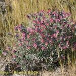 Echium albicans Hábito