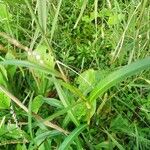 Persicaria decipiens 葉