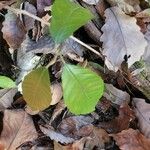 Frangula caroliniana Leaf