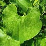 Aristolochia clematitis Leaf