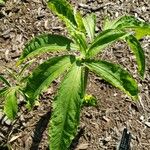 Arisaema dracontium Leaf