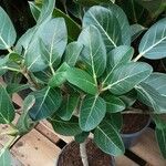 Ficus benghalensis পাতা