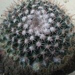 Mammillaria heyderi Fuelha