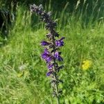 Salvia pratensisBlomst