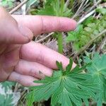 Aconitum napellusLeaf